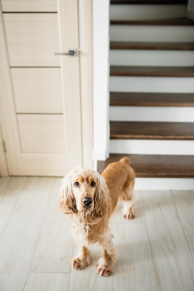 a medium haired, golden dog in front of stairs, looking up at the camera
